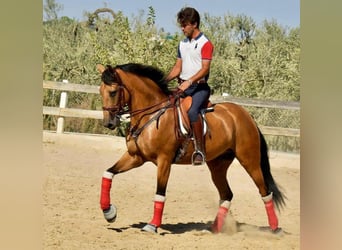Koń andaluzyjski, Wałach, 8 lat, 162 cm, Bułana