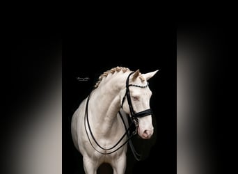 Koń andaluzyjski, Wałach, 8 lat, 162 cm, Cremello