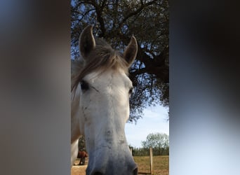 Koń andaluzyjski, Wałach, 8 lat, 163 cm, Siwa