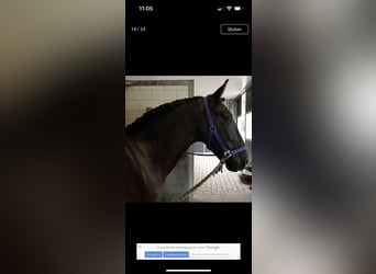 Koń andaluzyjski, Wałach, 8 lat, 164 cm, Kara