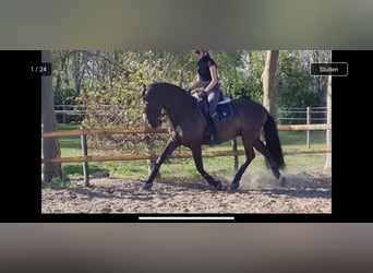 Koń andaluzyjski, Wałach, 8 lat, 164 cm, Kara