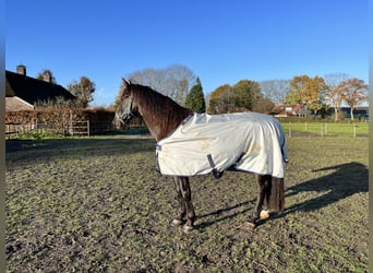 Koń andaluzyjski, Wałach, 8 lat, 164 cm, Kara