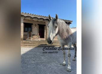 Koń andaluzyjski, Wałach, 8 lat, 164 cm, Siwa