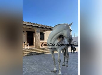 Koń andaluzyjski, Wałach, 8 lat, 164 cm, Siwa