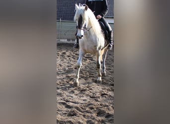 Koń andaluzyjski, Wałach, 8 lat, 165 cm