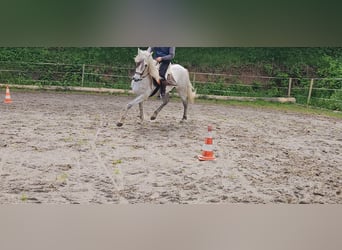 Koń andaluzyjski, Wałach, 8 lat, 165 cm