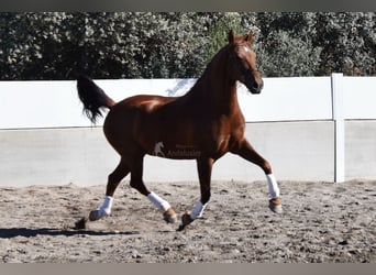 Koń andaluzyjski, Wałach, 8 lat, 167 cm, Kasztanowata