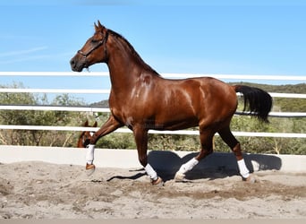 Koń andaluzyjski, Wałach, 8 lat, 167 cm, Kasztanowata
