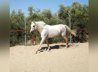 Koń andaluzyjski, Wałach, 8 lat, Siwa