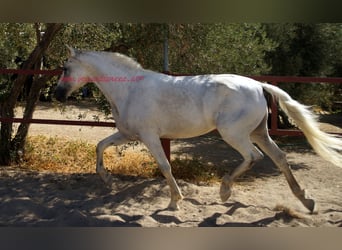 Koń andaluzyjski, Wałach, 8 lat, Siwa