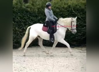 Koń andaluzyjski, Wałach, 8 lat, Siwa