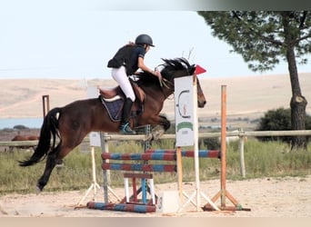 Koń andaluzyjski, Wałach, 9 lat, 135 cm, Gniada