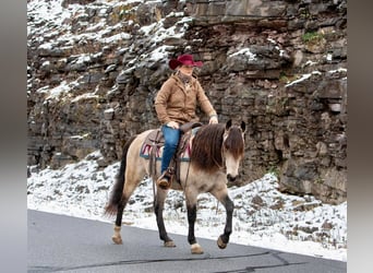 Koń andaluzyjski, Wałach, 9 lat, 147 cm, Jelenia
