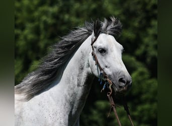 Koń andaluzyjski, Wałach, 9 lat, 150 cm, Siwa jabłkowita