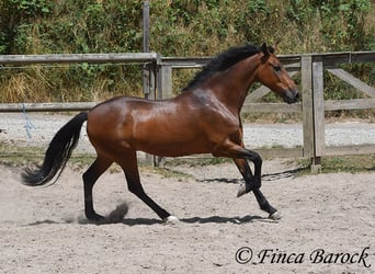 Koń andaluzyjski, Wałach, 9 lat, 155 cm, Gniada