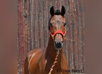 Koń andaluzyjski, Wałach, 9 lat, 155 cm, Gniada