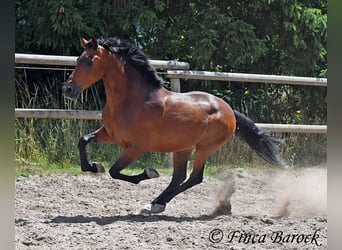 Koń andaluzyjski, Wałach, 9 lat, 155 cm, Gniada