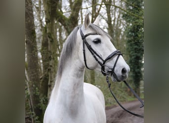 Koń andaluzyjski, Wałach, 9 lat, 156 cm, Siwa jabłkowita