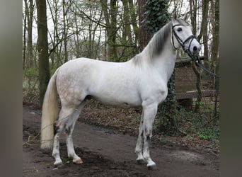 Koń andaluzyjski, Wałach, 9 lat, 156 cm, Siwa jabłkowita