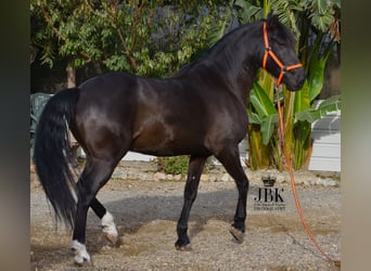 Koń andaluzyjski Mix, Wałach, 9 lat, 160 cm, Kara