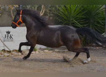 Koń andaluzyjski Mix, Wałach, 9 lat, 160 cm, Kara
