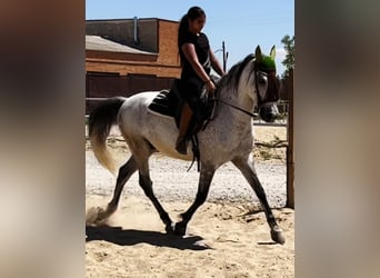 Koń andaluzyjski, Wałach, 9 lat, 160 cm, Siwa jabłkowita
