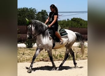 Koń andaluzyjski, Wałach, 9 lat, 160 cm, Siwa jabłkowita