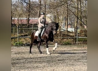 Koń andaluzyjski, Wałach, 9 lat, 162 cm, Ciemnogniada
