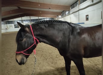 Koń andaluzyjski, Wałach, 9 lat, 162 cm, Ciemnogniada
