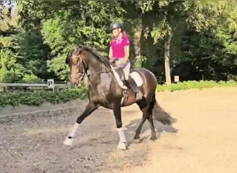 Koń andaluzyjski, Wałach, 9 lat, 164 cm, Ciemnogniada