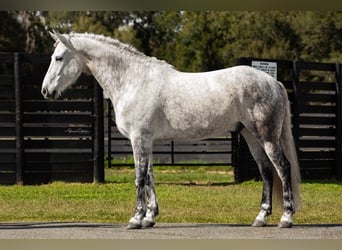 Koń andaluzyjski, Wałach, 9 lat, 165 cm, Siwa jabłkowita
