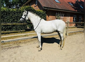 Koń andaluzyjski, Wałach, 9 lat, 168 cm, Siwa jabłkowita