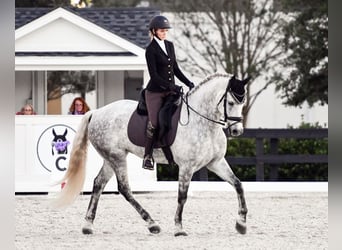 Koń andaluzyjski, Wałach, 9 lat, 173 cm, Siwa jabłkowita