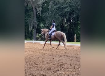 Koń andaluzyjski, Wałach, 9 lat, Izabelowata