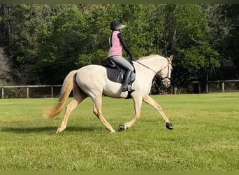 Koń andaluzyjski, Wałach, 9 lat, Izabelowata
