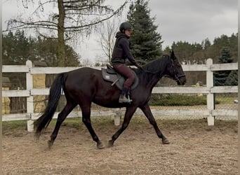 Koń angloarabski, Klacz, 11 lat, 164 cm, Kara