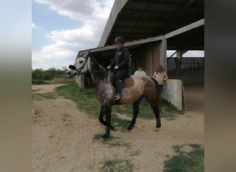 Koń angloarabski, Klacz, 12 lat, 165 cm, Gniada