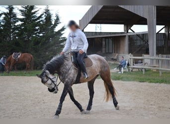 Koń angloarabski, Klacz, 12 lat, 165 cm, Gniada