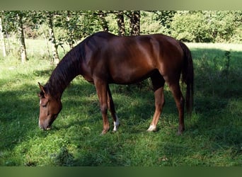 Koń angloarabski Mix, Klacz, 16 lat, 155 cm, Ciemnokasztanowata