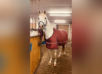 Koń angloarabski Mix, Klacz, 17 lat, 149 cm, Siwa