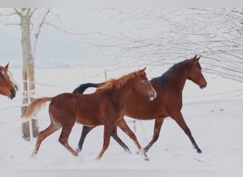 Koń angloarabski, Klacz, 1 Rok, 160 cm, Kasztanowata