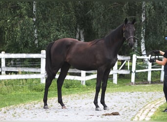 Koń angloarabski, Klacz, 1 Rok, 164 cm, Kara