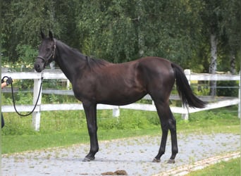 Koń angloarabski, Klacz, 1 Rok, 164 cm, Kara