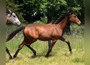 Koń angloarabski, Klacz, 1 Rok, 165 cm, Ciemnogniada
