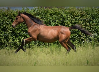 Koń angloarabski, Klacz, 1 Rok, 165 cm, Ciemnogniada