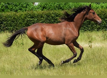 Koń angloarabski, Klacz, 1 Rok, 165 cm, Ciemnogniada
