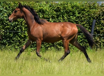 Koń angloarabski, Klacz, 1 Rok, 165 cm, Ciemnogniada