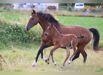 Koń angloarabski, Klacz, 1 Rok, Gniada