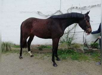 Koń angloarabski, Klacz, 3 lat, 160 cm, Gniada