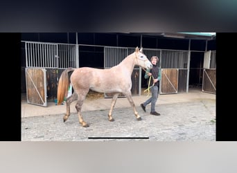 Koń angloarabski, Klacz, 3 lat, 160 cm, Siwa